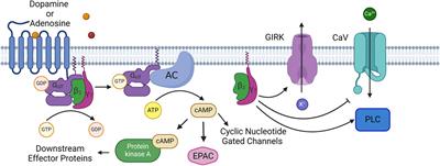 Mechanisms of GNAL linked dystonia